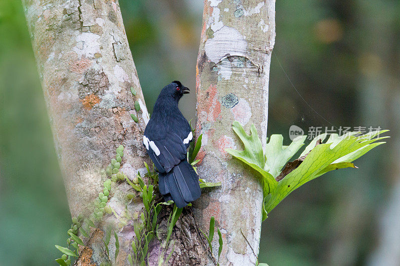 喜鹊:成年马来亚黑喜鹊(Platysmurus leucopterus)